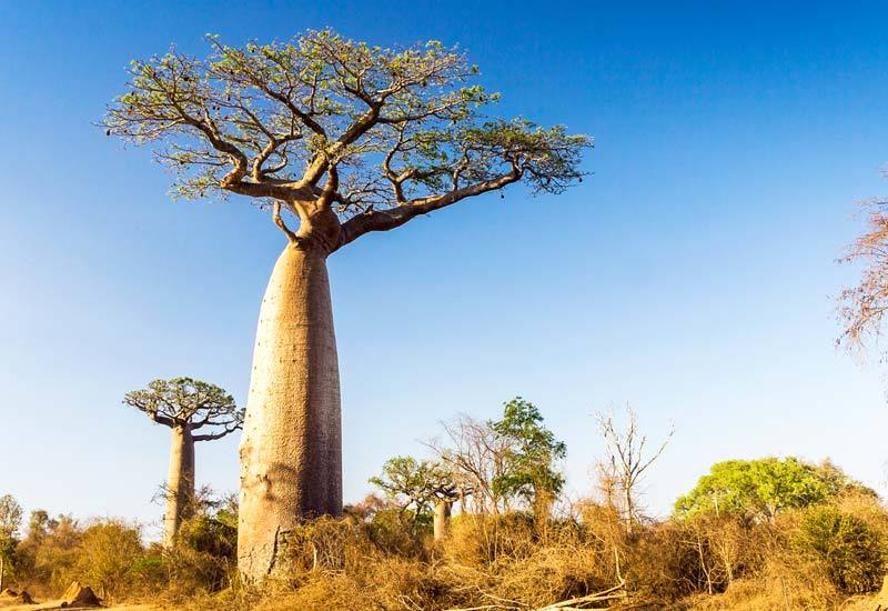 Baobab: Your New Superfood Obsession