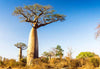 Baobab: Your New Superfood Obsession